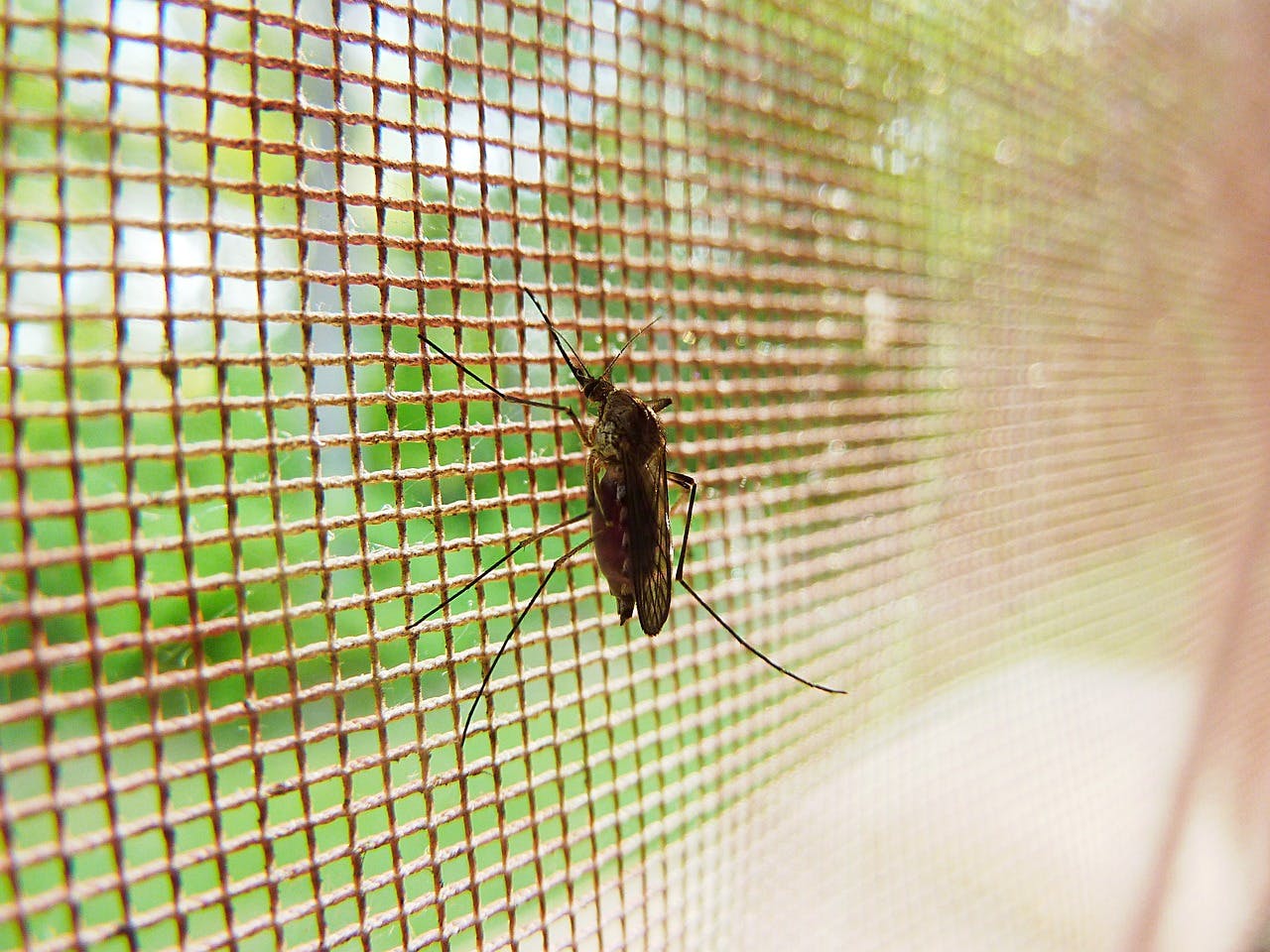 Malaria. Fuente: Pixabay